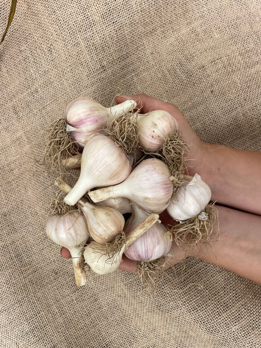 1 pound of large seed quality garlic being held by the farmers hands. We water garlic with sumisoaker