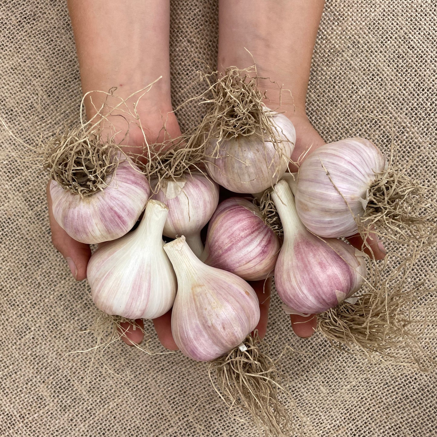 1 pound of large seed quality garlic being held by the farmers hands. We water garlic with sumisoaker