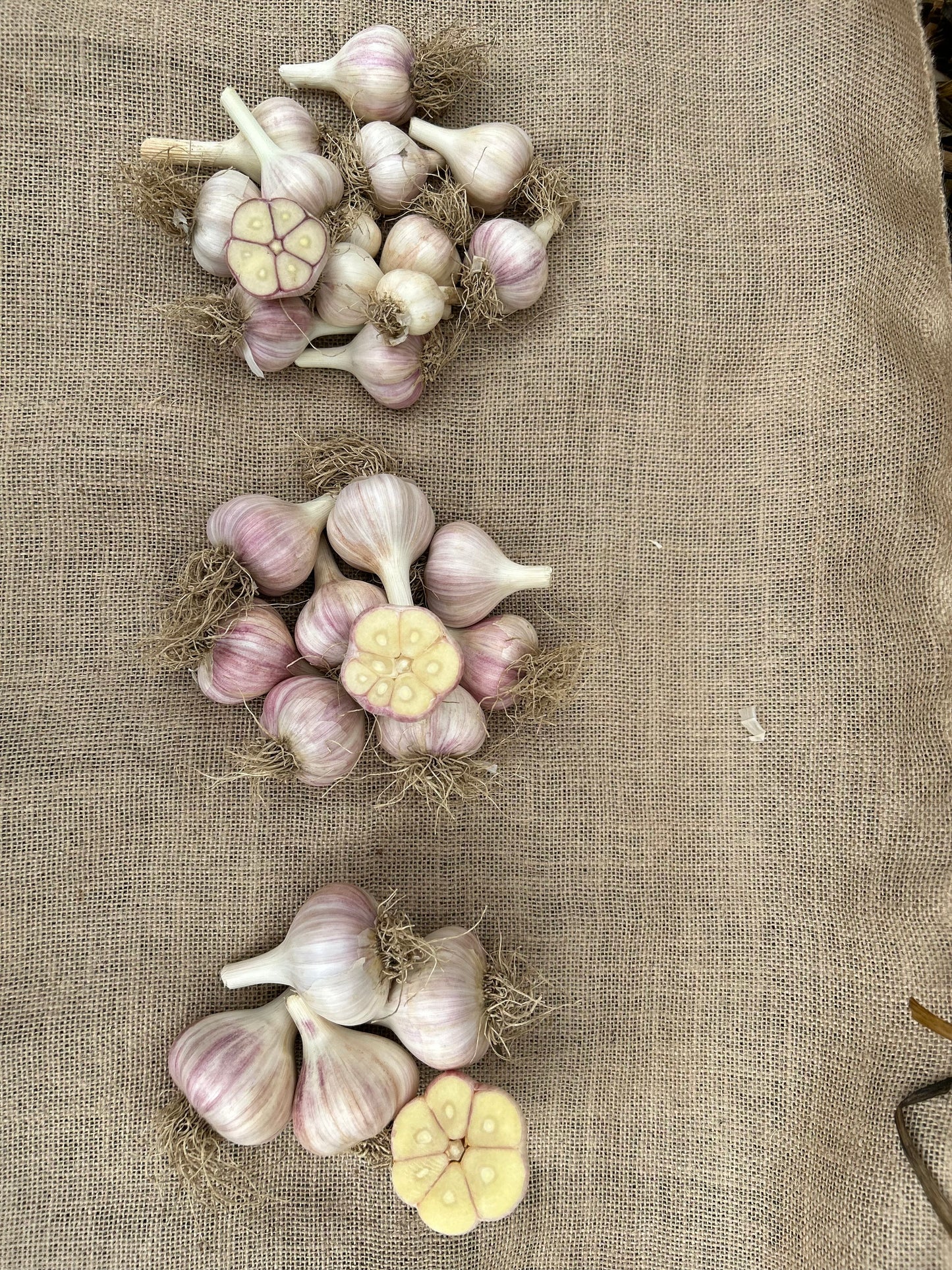 Garlic bulbs cut open and lined up to show the full cloves. top to bottom: cullinary, large, jumbo. We water our garlic with sumisansui sumisoaker