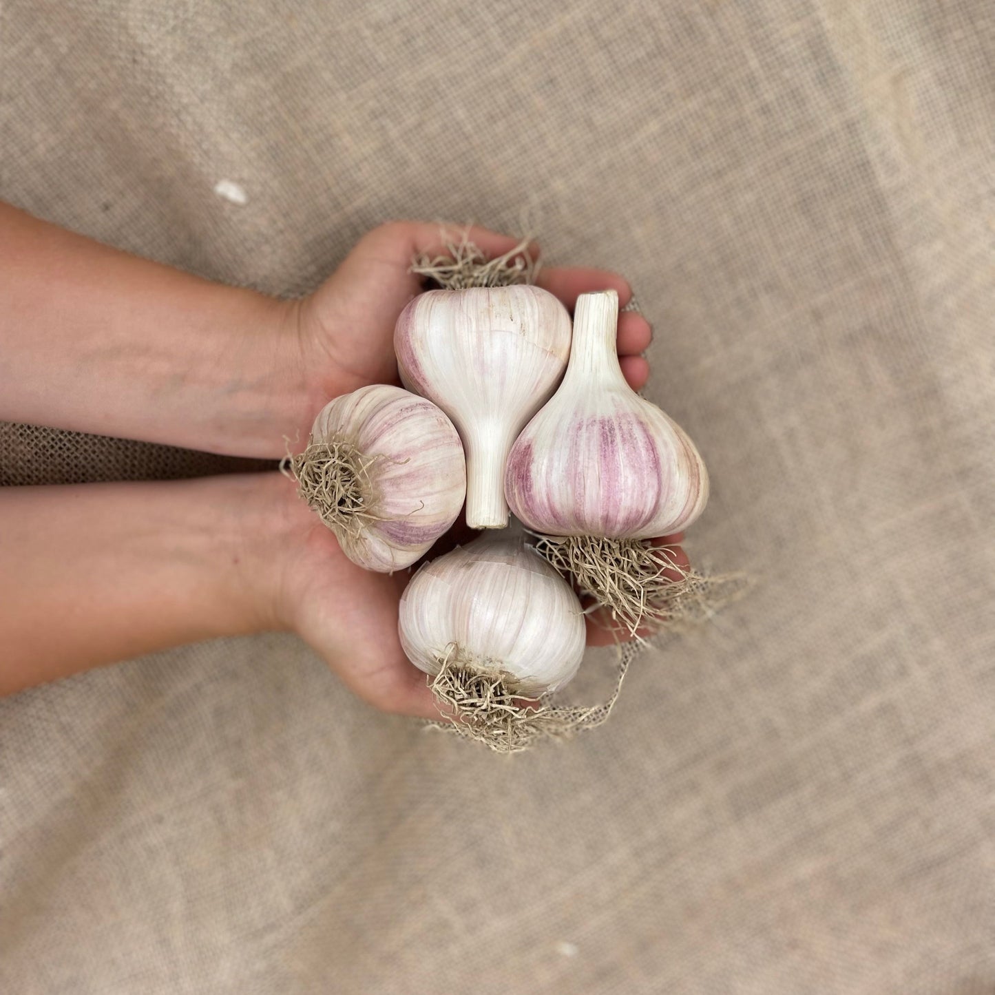 1 pound of Jumbo seed quality garlic being held by the farmers hands. We water garlic with sumisoaker