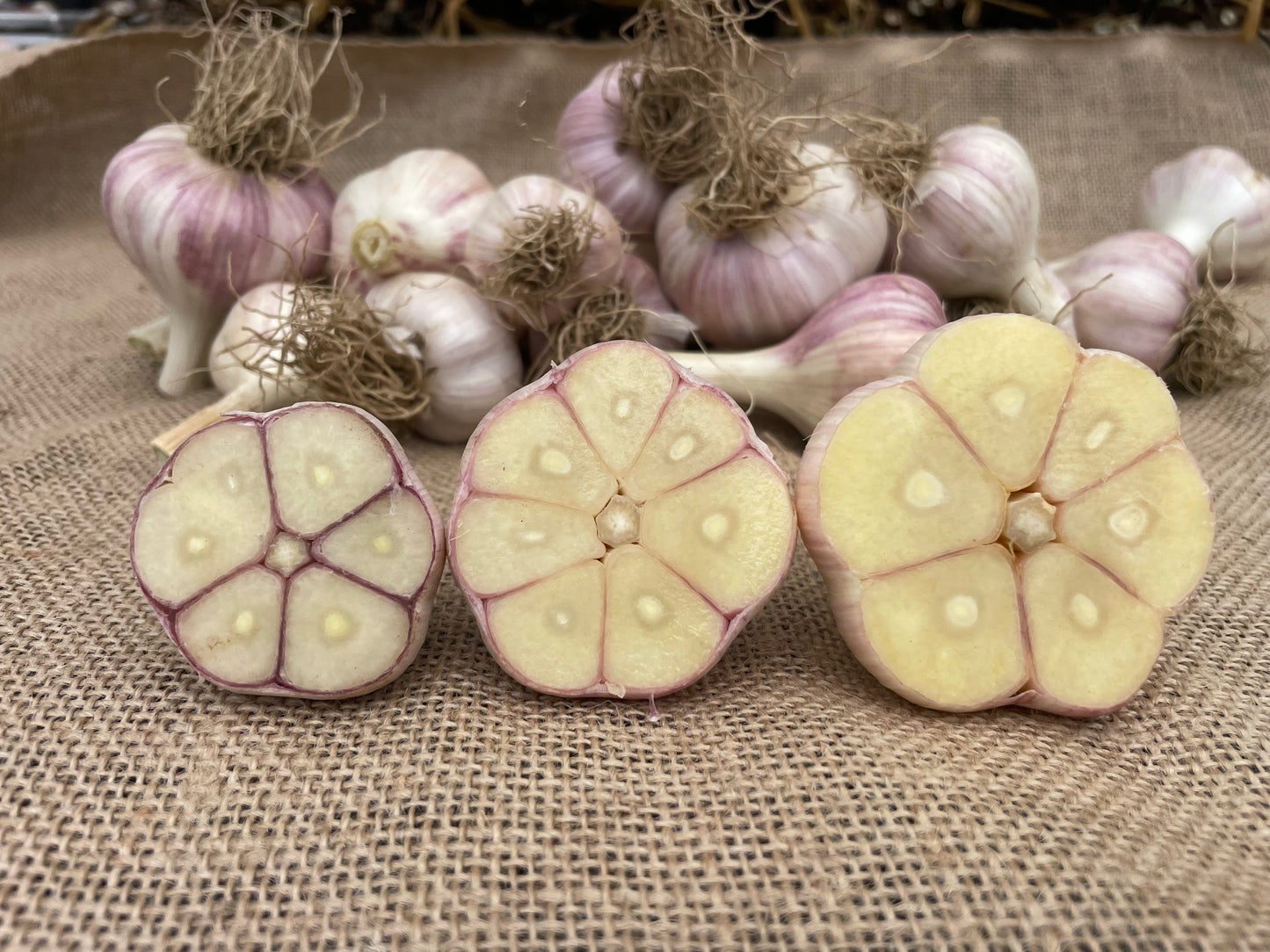 Garlic bulbs cut open and lined up to show the full cloves. Left to right: cullinary, large, jumbo. We water our garlic with sumisansui sumisoaker