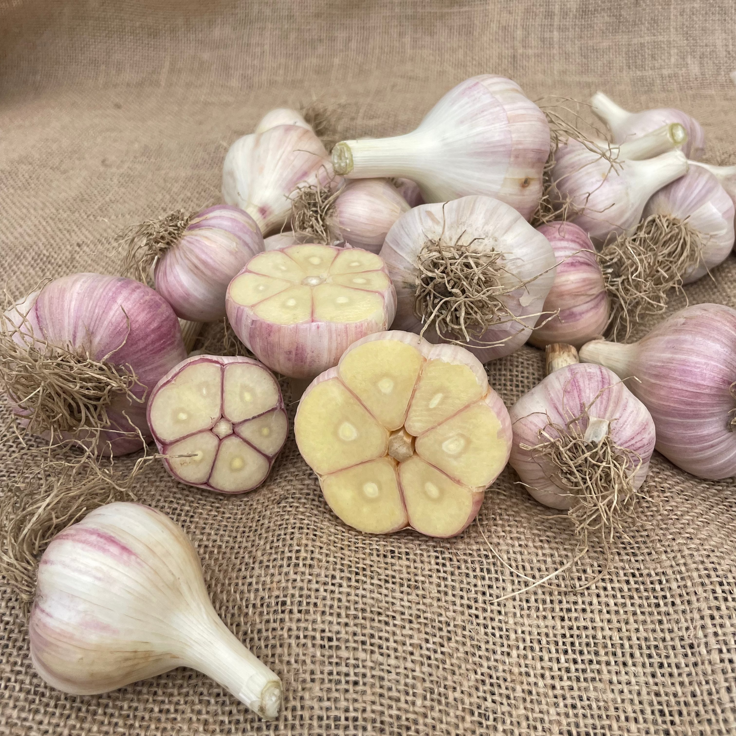 Garlic bulbs cut open and lined up to show the full cloves. Left to right: cullinary, large, jumbo. We water our garlic with sumisansui sumisoaker