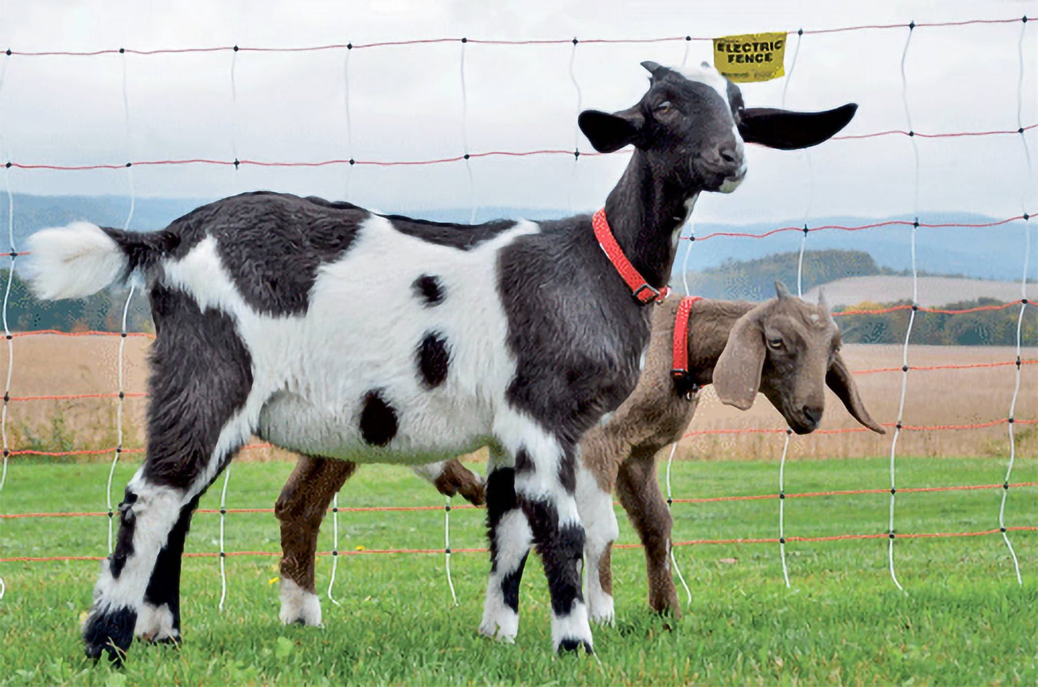 🐐 Portable Electric Net Fencing