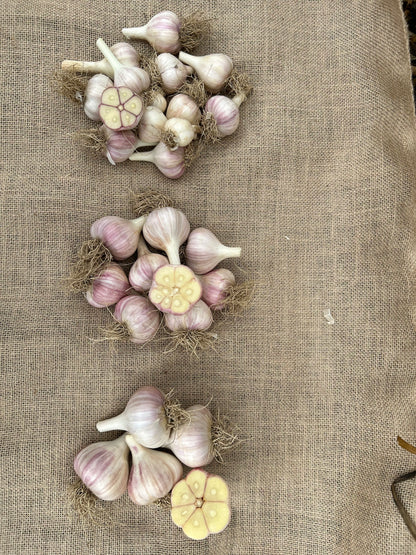 Garlic bulbs cut open and lined up to show the full cloves. top to bottom: cullinary, large, jumbo. We water our garlic with sumisansui sumisoaker