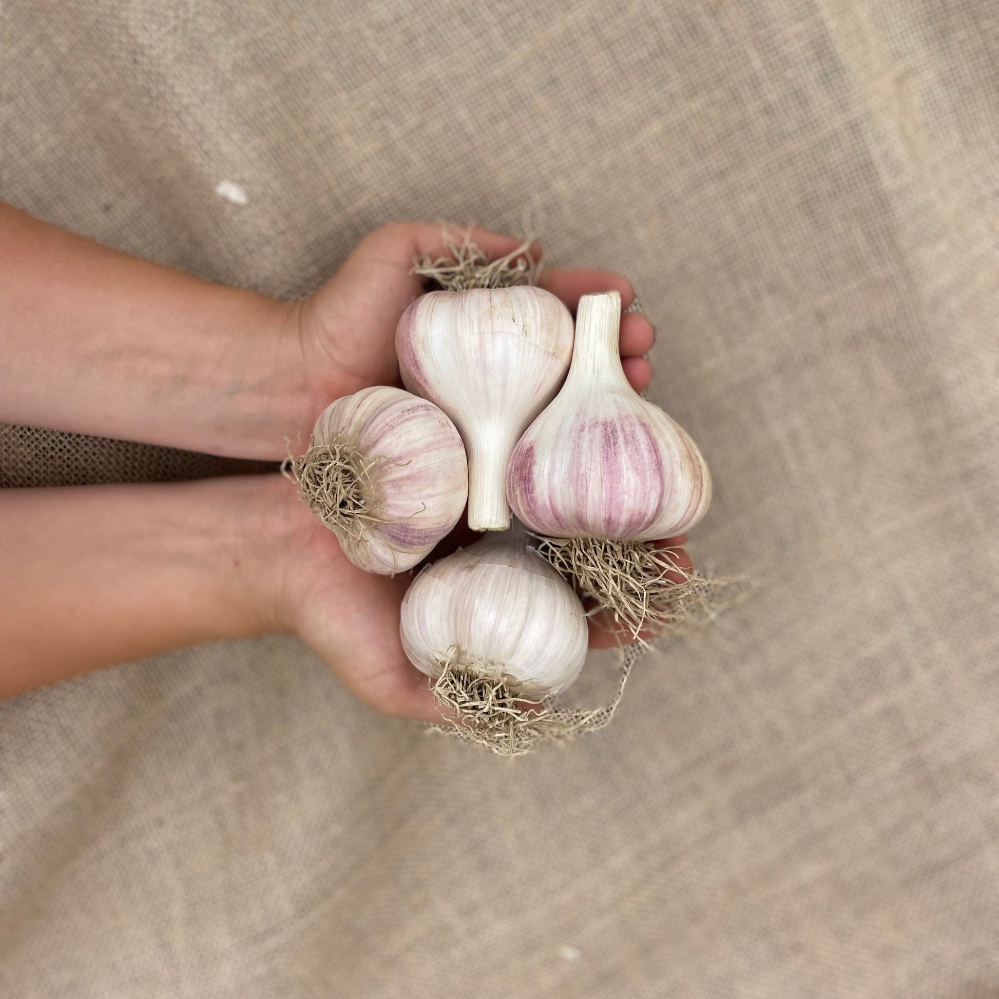1 pound of Jumbo seed quality garlic being held by the farmers hands. We water garlic with sumisoaker