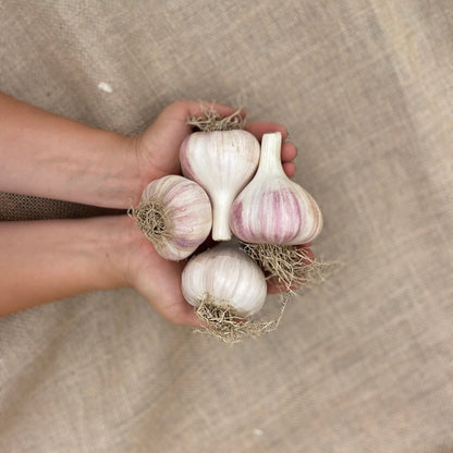 1 pound of Jumbo seed quality garlic being held by the farmers hands. We water garlic with sumisoaker