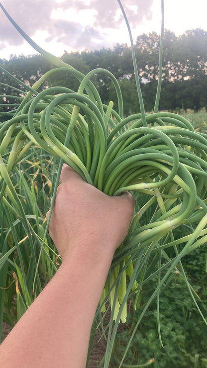 Hardneck Garlic - Variety Music.