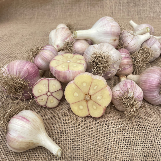 Garlic bulbs cut open and lined up to show the full cloves. Left to right: cullinary, large, jumbo. We water our garlic with sumisansui sumisoaker