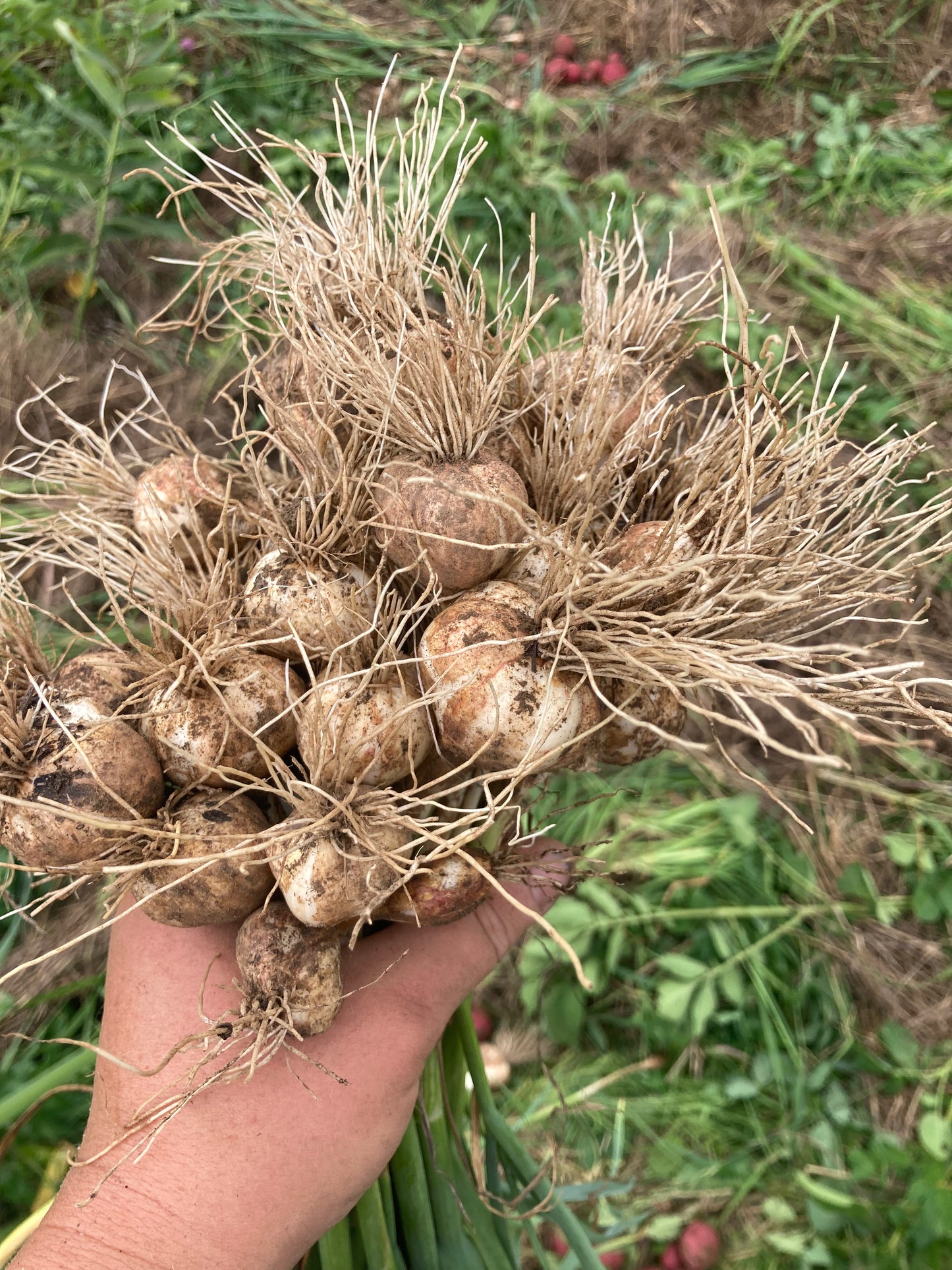 Softneck Garlic - Macedonian Luk