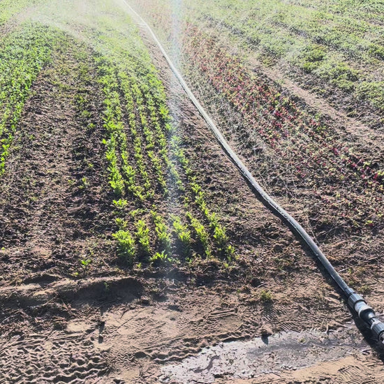 sumisansui r-wide irrigation tube sumi soaker sumisoaker max in action on a newly planted vegetable field