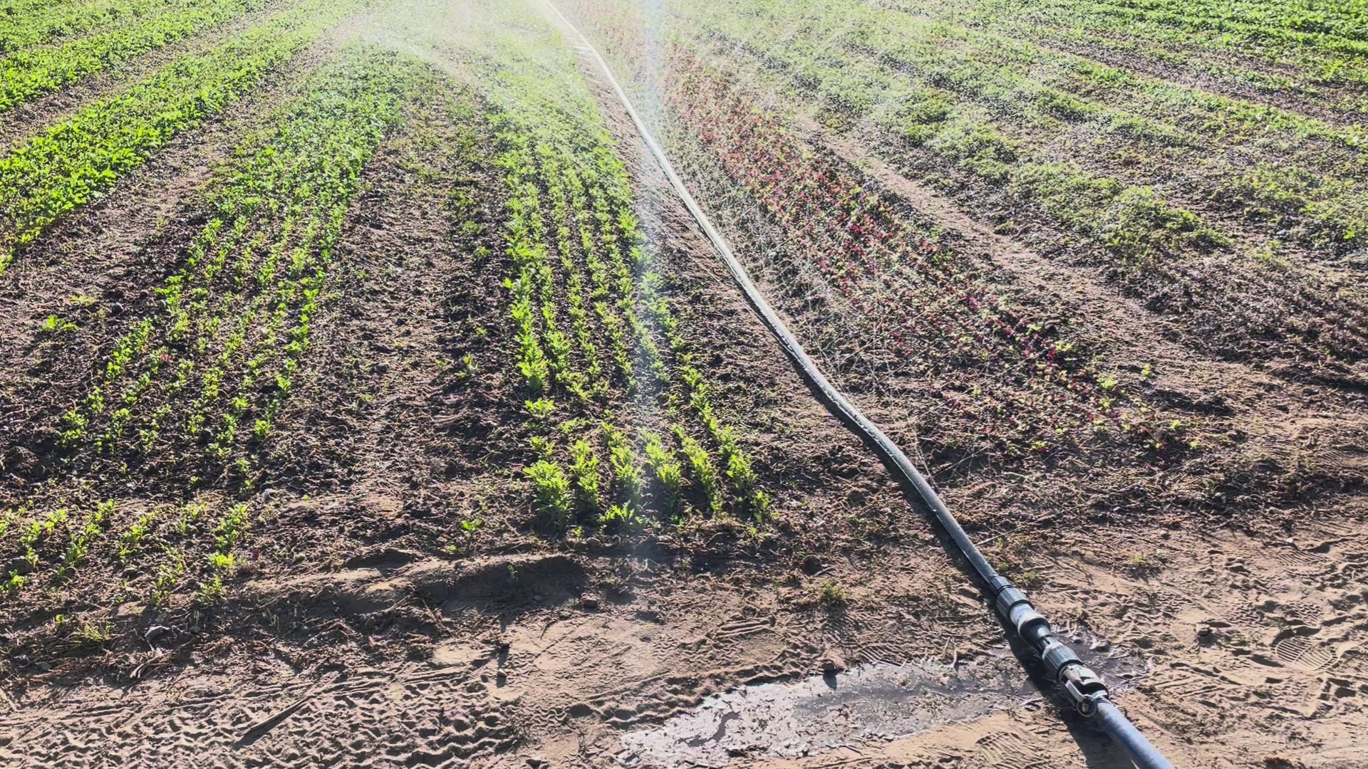 sumisansui r-wide irrigation tube sumi soaker sumisoaker max in action on a newly planted vegetable field