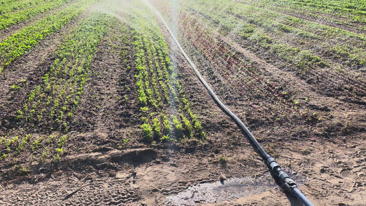 sumisansui r-wide irrigation tube sumi soaker sumisoaker max in action on a newly planted vegetable field